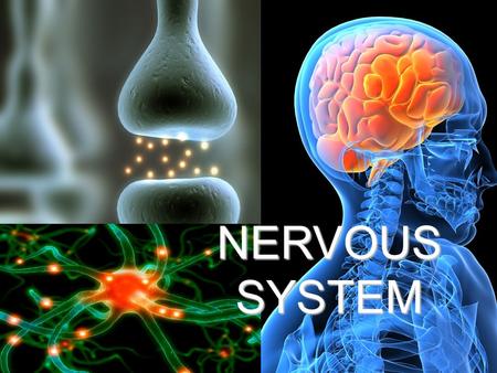 Nervous System NERVOUS SYSTEM.