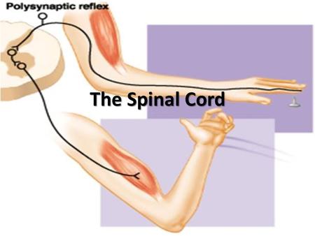 The Spinal Cord.