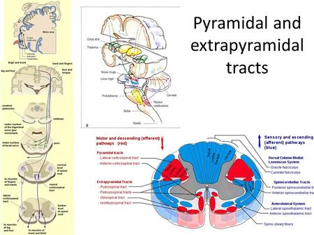 Pyramidal and extrapyramidal tracts