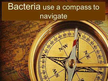 Bacteria use a compass to navigate. W hat does Christopher Columbus have in common with tiny microorganisms?