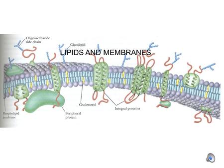 LIPIDS AND MEMBRANES. Fatty acids Hydrocarbon chain (saturated or un-) Carboxylic acid group C C HH HH.