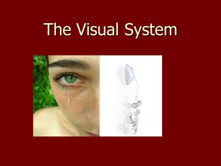The Visual System. Light Enters the eye as electromagnetic radiation Enters the eye as electromagnetic radiation Travels in a wave that vary in amplitude.