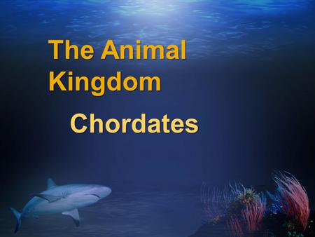 The Animal Kingdom Chordates. Phylum Chordata Chordates Possess all the characteristics of animals farther down on the evolutionary ladder: nucleus, multi-