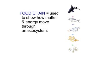 FOOD CHAIN = used to show how matter & energy move through an ecosystem.