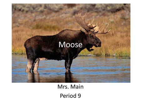 Moose Mrs. Main Period 9. Where can you find a moose? North America and Europe.