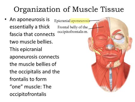 Organization of Muscle Tissue An aponeurosis is essentially a thick fascia that connects two muscle bellies. This epicranial aponeurosis connects the muscle.