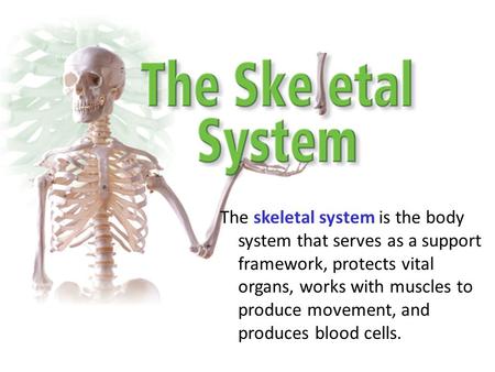 The skeletal system is the body system that serves as a support framework, protects vital organs, works with muscles to produce movement, and produces.