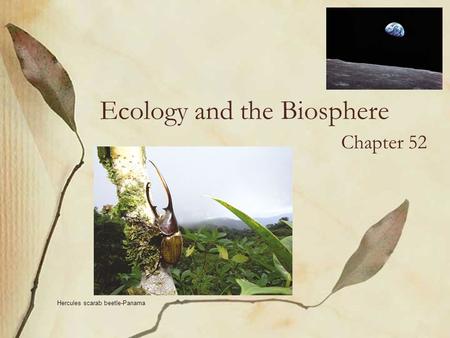 Ecology and the Biosphere Chapter 52 Hercules scarab beetle-Panama.