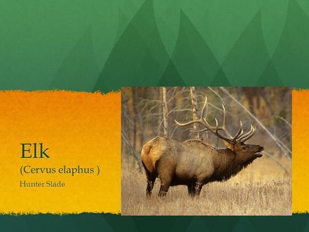 Elk (Cervus elaphus ) Hunter Slade.