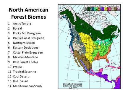North American Forest Biomes 1Arctic Tundra 2Boreal 3Rocky Mt. Evergreen 4Pacific Coast Evergreen 5Northern Mixed 6Eastern Deciduous 7Costal Plain Evergreen.