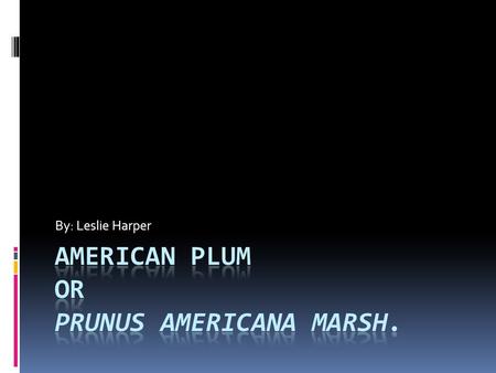 American Plum or Prunus Americana Marsh.