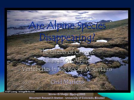 Are Alpine Species Disappearing? The Effects of Climate Change On Alpine Vertebrates In the Rocky Mountains Winter Ecology – Spring 2005 Mountain Research.