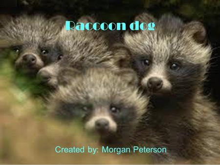 Raccoon dog Created by: Morgan Peterson. Physical traits Its fur is mainly used for the raccoon dogs protection so it can blend in with its surroundings.