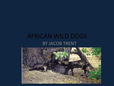 AFRICAN WILD DOGS BY JACOB TRENT. INTRODUCTION Do you know what an African wild dog is? If you don’t, let me tell you about them. Humans are mostly their.