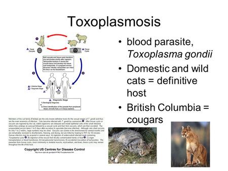Toxoplasmosis blood parasite, Toxoplasma gondii Domestic and wild cats = definitive host British Columbia = cougars.