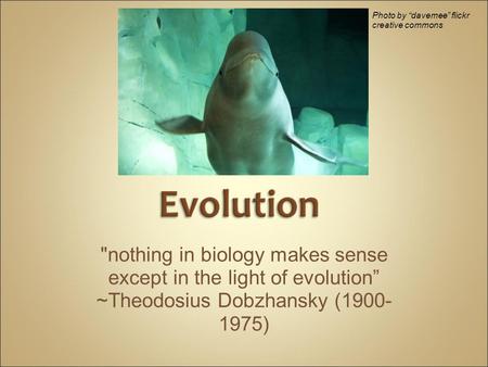 nothing in biology makes sense except in the light of evolution” ~Theodosius Dobzhansky (1900- 1975) Photo by “davemee” flickr creative commons.