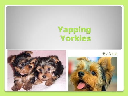 Yapping Yorkies By Janie What are Yorkshire terriers? Yorkshire terriers are mammals. They are the most popular toy dog breed in the United States. Yorkies.