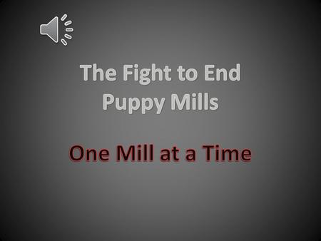 Puppy Mill: A large scale breeding operation that produces large amounts of puppies for profit.