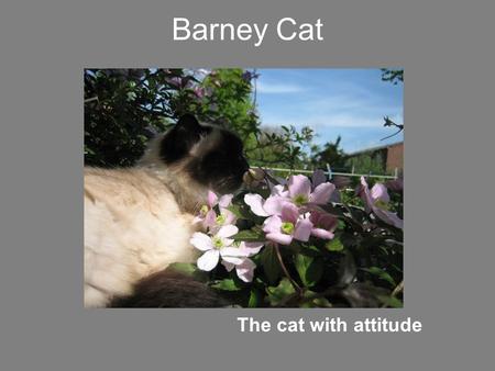 Barney Cat The cat with attitude. Christian Influence.