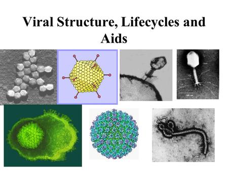 Viral Structure, Lifecycles and Aids. I. Virus- segment of DNA or RNA wrapped in a protein coat.