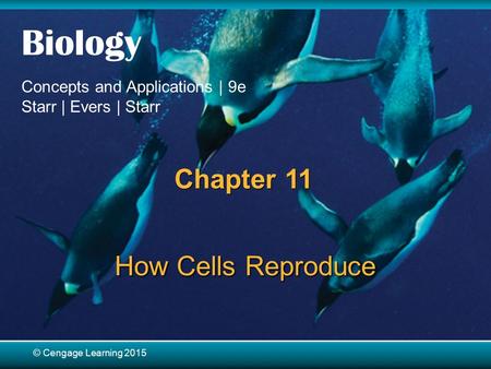 © Cengage Learning 2015 Biology Concepts and Applications | 9e Starr | Evers | Starr © Cengage Learning 2015 Chapter 11 How Cells Reproduce.