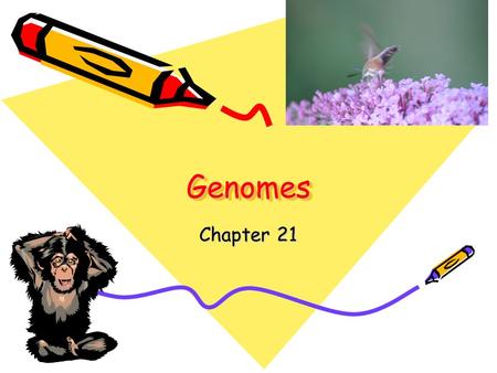 GenomesGenomes Chapter 21. Genomes Sequencing of DNA Human Genome Project 1990-2003 6 countries 20 research centers.