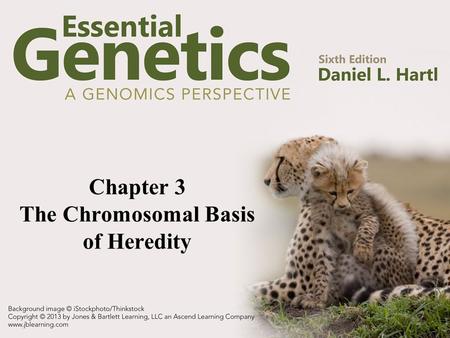 Chapter 3 The Chromosomal Basis of Heredity