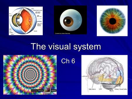 The visual system Ch 6. In general, our visual system represents the world: a) Imperfectly b) Accurately c) Better than reality.