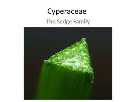 Cyperaceae The Sedge Family.