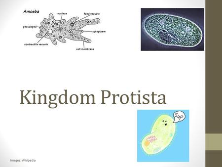 Kingdom Protista Images: Wikipedia.