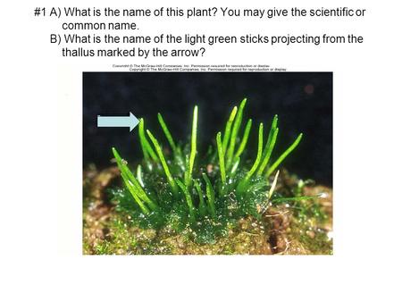#1 A) What is the name of this plant? You may give the scientific or common name. B) What is the name of the light green sticks projecting from the thallus.