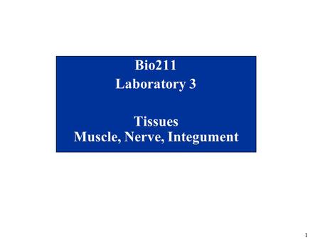 1 Bio211 Laboratory 3 Tissues Muscle, Nerve, Integument.