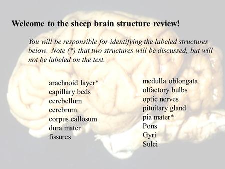 Welcome to the sheep brain structure review! arachnoid layer* capillary beds cerebellum cerebrum corpus callosum dura mater fissures medulla oblongata.