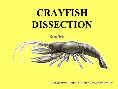 CRAYFISH DISSECTION Image from: http://www.mackers.com/crayfish/