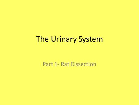 The Urinary System Part 1- Rat Dissection.