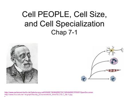 Cell PEOPLE, Cell Size, and Cell Specialization Chap 7-1