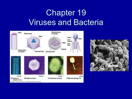 Chapter 19 Viruses and Bacteria