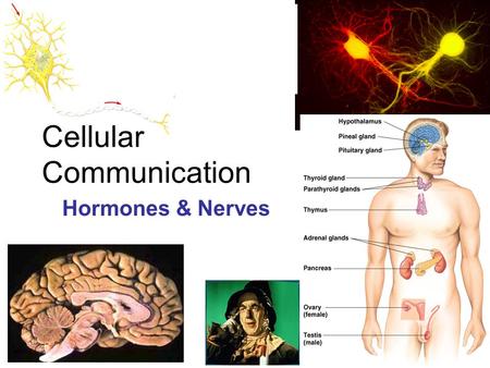 Cellular Communication Hormones & Nerves Title Date U3-11.
