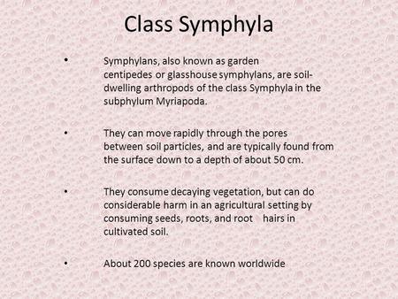 Class Symphyla Symphylans, also known as garden centipedes or glasshouse symphylans, are soil- dwelling arthropods of the class Symphyla in the subphylum.