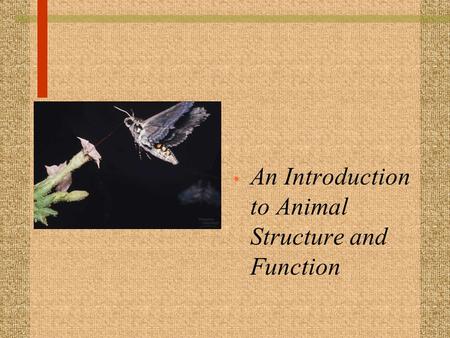 An Introduction to Animal Structure and Function.