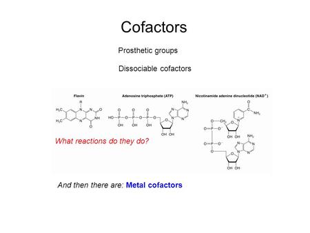 Dissociable cofactors Prosthetic groups Cofactors And then there are: Metal cofactors What reactions do they do?