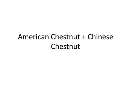 American Chestnut + Chinese Chestnut. Maryland Content Standard Students will use information about how the transfer of traits from parent or parents.