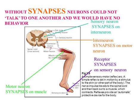 Fig 2.9 A simple sensory-motor (reflex) arc. A simple reflex is set in motion by a stimulus to the skin (or other part of the body). The nerve impulse.