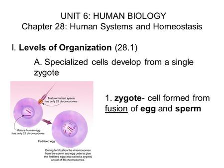 Chapter 28: Human Systems and Homeostasis
