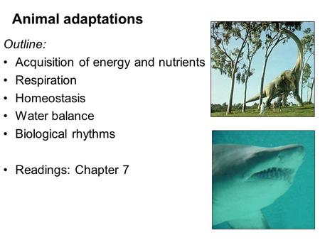 Animal adaptations Outline: Acquisition of energy and nutrients Respiration Homeostasis Water balance Biological rhythms Readings: Chapter 7.