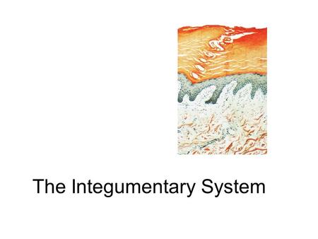 The Integumentary System. Integument is skin Skin and its appendages make up the integumentary system A fatty layer (hypodermis) lies deep to it Two distinct.
