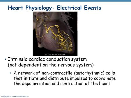 Heart Physiology: Electrical Events