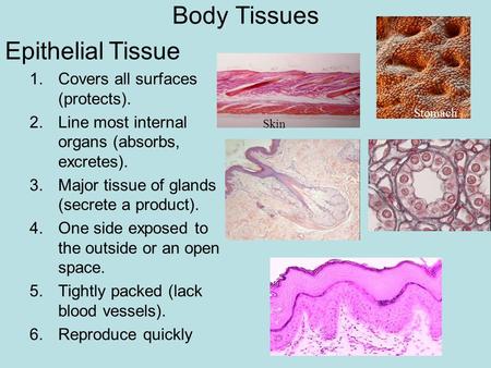 Body Tissues Epithelial Tissue 1.Covers all surfaces (protects). 2.Line most internal organs (absorbs, excretes). 3.Major tissue of glands (secrete a product).