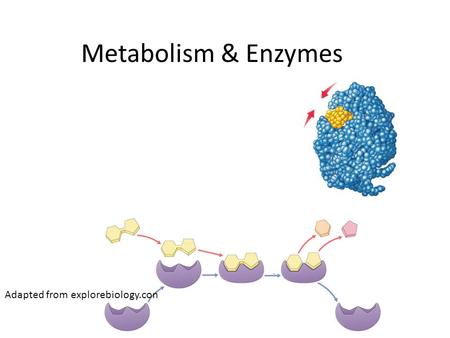 2007-2008 Metabolism & Enzymes Adapted from explorebiology.con.