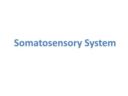 Somatosensory System. The Integument (aka “Skin”) Giant, washable, stretchable, water-proof sensory organ…The boundary between you and not-you 6-10 pounds.